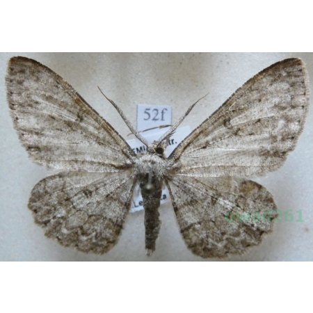 Hypomecis punctinalis (Scopoli, 1763) male Przylepek nakropek Czech52f